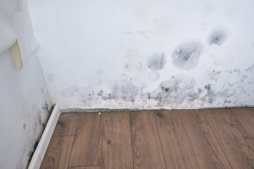 moldy wall paper from water damage